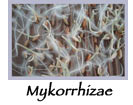 mycorrhizae