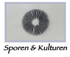 Pilzsporen pilzkulturen