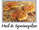heilpilze speisepilze