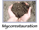 mycorestauration