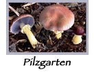 pilzgarten