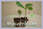 Mycorrhiza Seed Inoculant bulk per 1 kg
