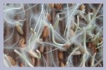 Mycorrhiza Seed Inoculant 450 g