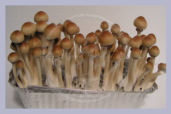 Spore Print Cubensis B+