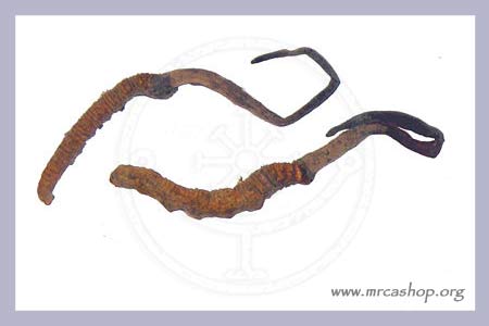 Cordyceps Catapillar fungus Extract 60 pcs.