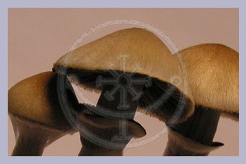 Spore Syringe Cubensis Amazonas