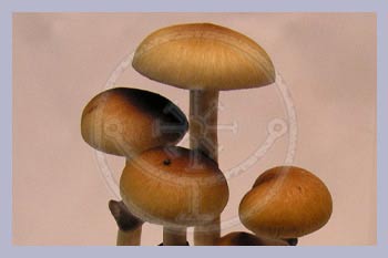 Spore Syringe Cubensis Australia