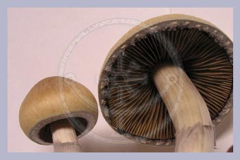 Spore Syringe Cubensis B+