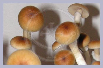 Spore Syringe Cubensis Ban Hua Thai (Thailand)