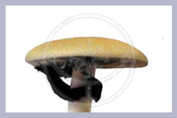 SPECIAL OFFER 5 x  Spore Print Cubensis Brasil