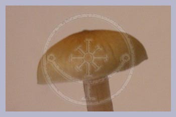Spore Syringe Cubensis Florida White | F+