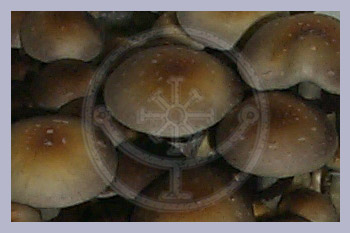 Spore Print Cubensis Koh Samui