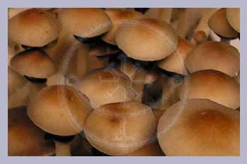 Spore Syringe Cubensis Mexico (Dutch King)