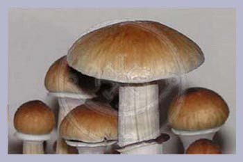 SPECIAL OFFER 5 x Spore Print Cubensis Pensacola (Florida)