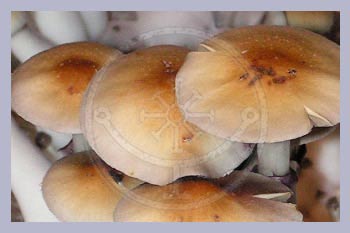 Spore Syringe Cubensis South Africa (Transkei)