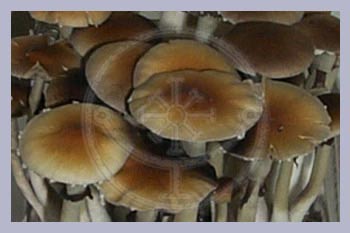 Spore Syringe Cubensis Argentina