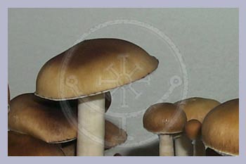 Spore Syringe Cubensis Keepers Creepers