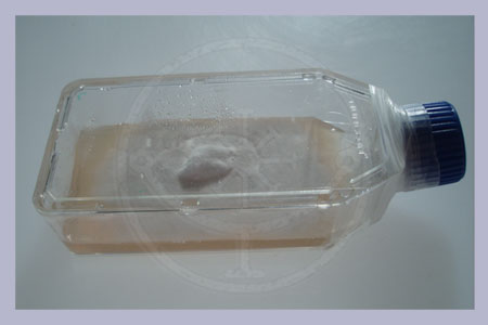 Mushroom Cultures