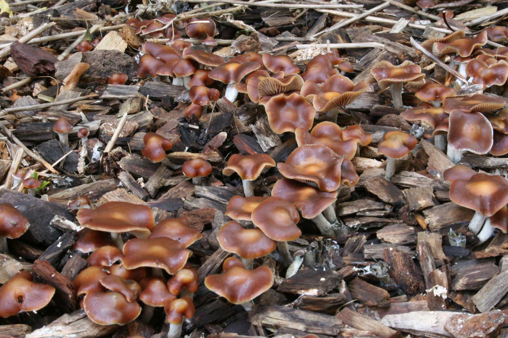 Psi. cyanescens Ballard | Mycorestoration Box