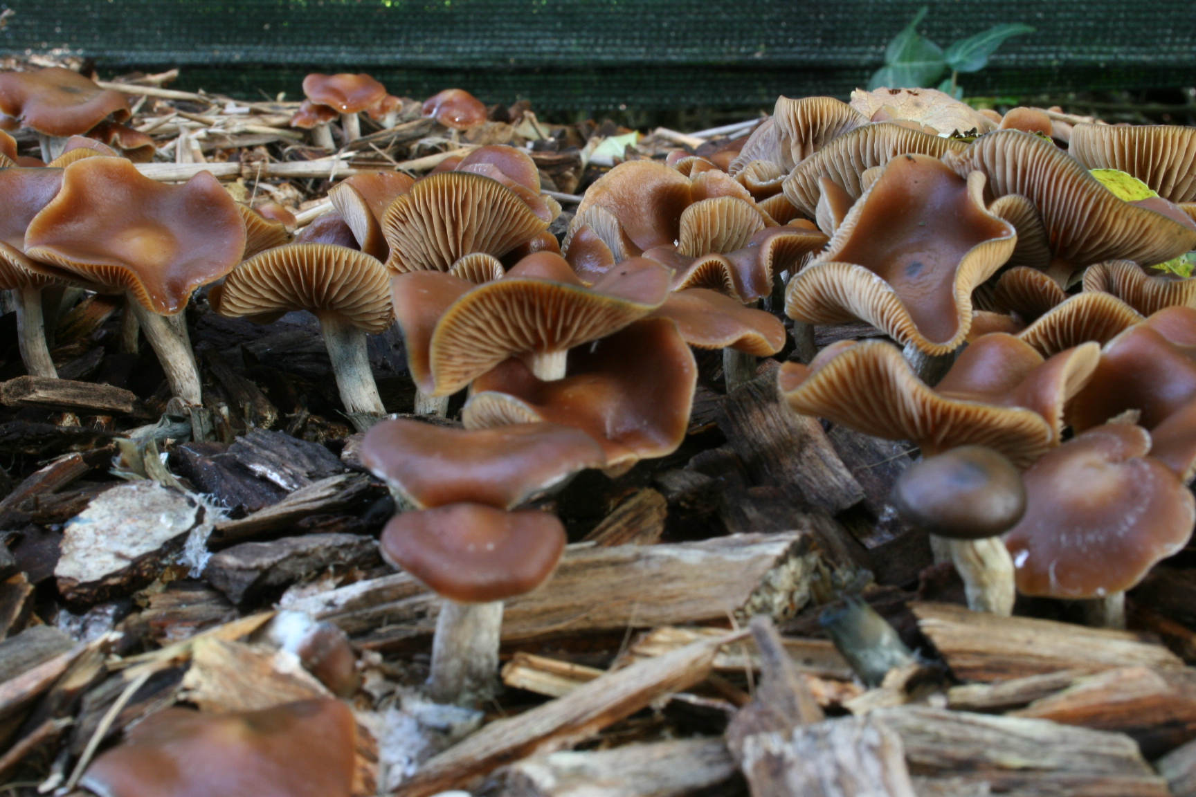 Spore Print Cyanescens Ballard