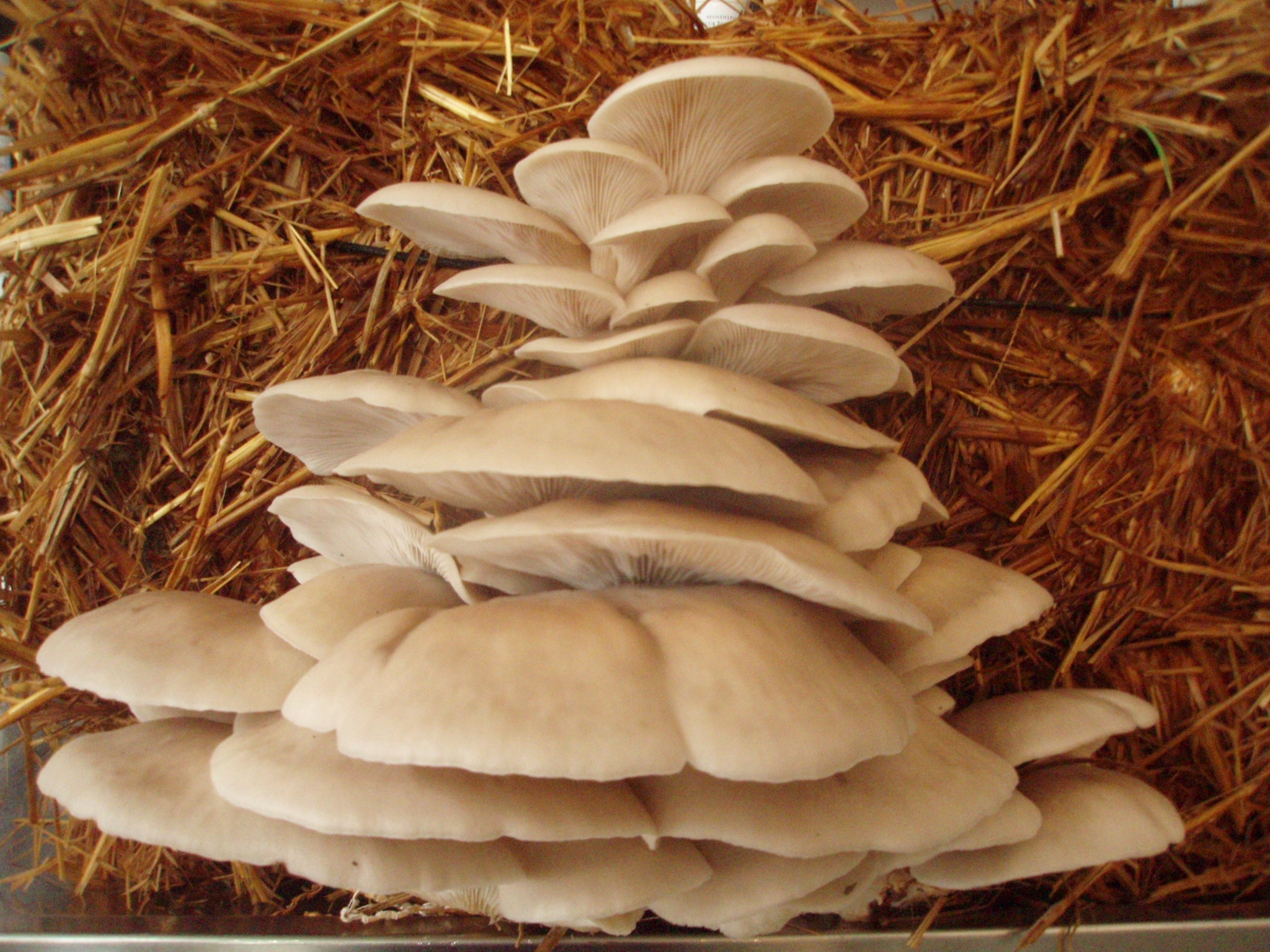 Hypsizygus Ulmarius | Elm oyster on straw small