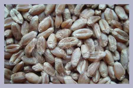Grain & Cereal Substrates