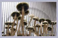 Spore Syringe Panaeolus Tropicalis