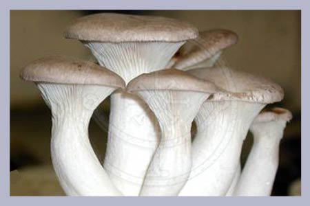 Pleurotus eryngii | King Oyster