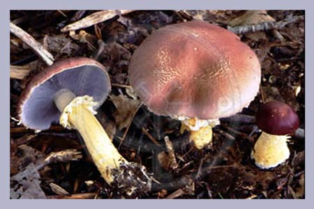 Stropharia rugoso annulata | King Stropharia