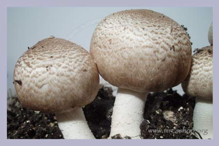 Agaricus Blazei Murrill ABM ORGANIC  Extract 60 pcs