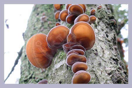 Auricularia judae Extract 240 pcs.