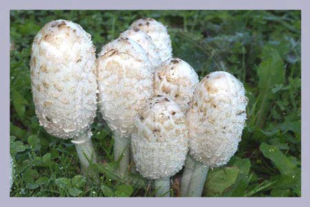 Coprinus Comatus Extract 240 pcs