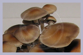 Spore Syringe Cubensis Dakak Beach (Philippines)