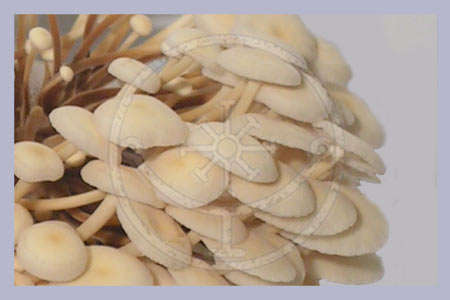 Flammulina velutipes | Enokitake | Winter Mushroom