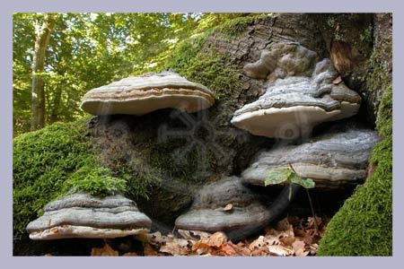 Fomes fomentarius | Ice man polypore