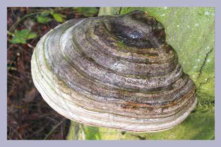 Ganoderma applanatum | Artist conk | Kofukitake