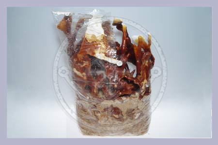 Ganoderma lucidum | Reishi Fruiting Bag