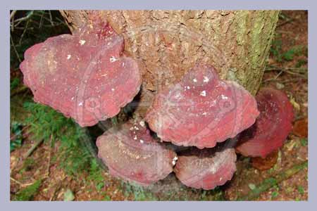 Ganoderma tsugae | Reishi Spawn Dowels
