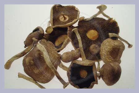 Medicinal and Edible Mushrooms
