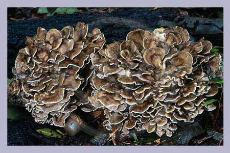 Maitake Grifola Frondosa Powder-Pills 120 pcs.