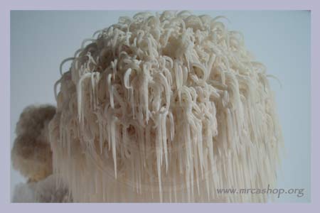 Hericium Erinaceus Powder-Pills 120 pcs.