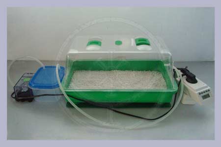 1 Mushroom Home Grow Kit