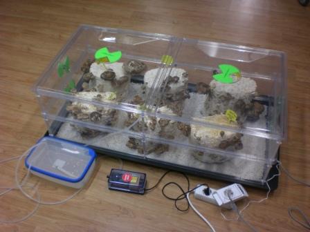 Mushroom Mega Growkit