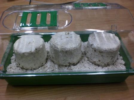 Grennhouse Mini + 3 PF Substrates