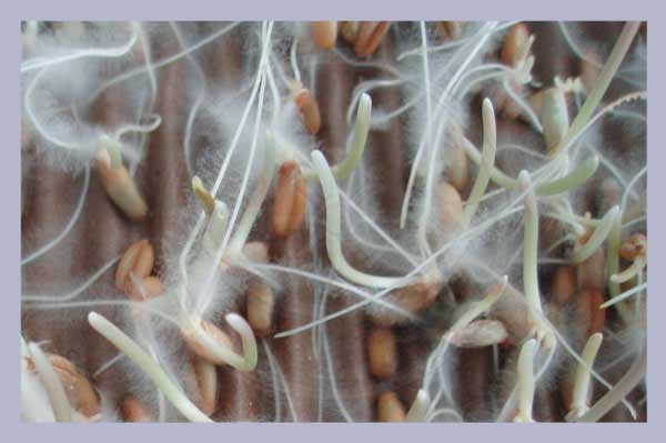 Mycorrhizae