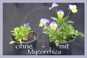 Mycorrhiza Soluble 180 g