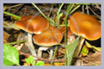 Psi. cyanescens Arboretum | Mycorestoration Box