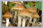 Psi. azurescens Astoria Ossip | Mycorestoration Box