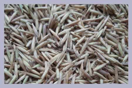 Rye Grass 2L
