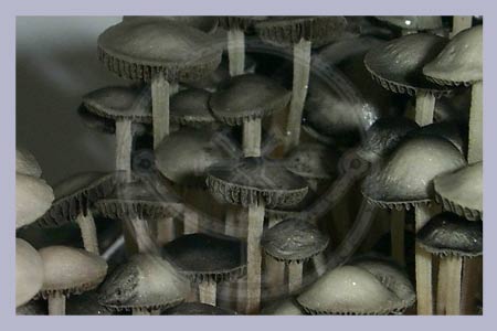Spore Print Panaeolus Cambodginiensis